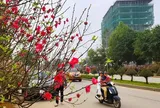 Đào nở thắm phố phường, tiểu thương đành phải chặt bỏ cây không kịp vào Tết
