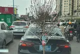 Xử phạt tài xế xe biển xanh chở cành đào che lấp biển số