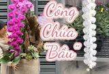 Tự nhiên Tết năm nay, người ta lại thi nhau mua một loại hoa có cái tên cực mỹ miều đi biếu tặng, vừa có gu vừa tinh tế