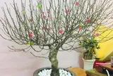 Cảnh báo đặc biệt tới các gia đình đang bày hoa đào ngày Tết
