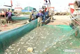 Ngư dân kiếm bộn tiền mỗi ngày nhờ loài cá nhiều đạm