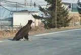 Thấy sinh vật cao gần 1 mét ngang nhiên băng qua đường, chuyên gia hé lộ đó là loài ít ai ngờ tới