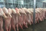 Giá heo hơi hôm nay, 27-3: Tiếp tục giảm ở khu vực miền Bắc