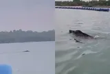 Thấy 'thủy quái' bơi vụt qua trước mặt, nhóm người vội gọi hỗ trợ, chuyên gia nói: Đây là điều rất hiếm!