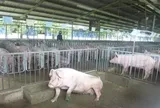 Giá heo hơi hôm nay, 14-4: Bật tăng ở chợ đầu mối