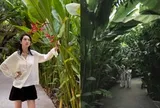 Quỳnh Lương rao bán cụm 2 cây hoa chuối trong vườn giá 350.000 - 400.000 đồng gây tranh luận