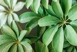 3 loại cây người giàu thường chọn trồng trong nhà để "gác cửa, giữ tiền, chặn xui"