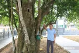 Chiêm ngưỡng "cụ" khế hơn 400 năm tuổi, hình dáng kì lạ ở Nghệ An