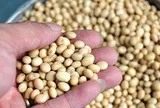 Loại thực phẩm phụ nữ càng ăn càng khỏe đẹp nhưng nhiều người lại sợ