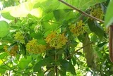 Lời khuyên dành cho những gia đình đang trồng cây thiên lý