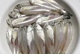Loài cá có tên một loại hoa, với giá trị dinh dưỡng cao và tốt cho sức khỏe