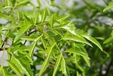 3 ý nghĩa phong thủy khiến người xưa chọn trồng cây đinh lăng trước nhà