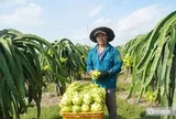 Thanh long Lâm Đồng trước "cuộc sát hạch" khốc liệt của thị trường toàn cầu