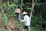 Từ 25/6, hành động tưởng vô hại trong rừng có thể khiến bạn bị phạt tới 25 triệu đồng