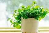 Tại sao mỗi bàn học nên có một chậu bạc hà?