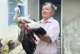 Vườn chim của lão nông 80 tuổi trước nguy cơ "xoá sổ", Chủ tịch tỉnh Vĩnh Long chỉ đạo "nóng"