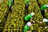 Sầu riêng Việt Nam đón tin vui từ Ấn Độ