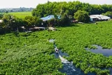 Cận cảnh nước sông Vàm Cỏ Đông chuyển màu đen trên cả một vùng rộng lớn, bốc mùi hôi