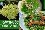 "Thần dược" mùa hè: Loại hoa vừa làm rau ngon, vừa là bài thuốc ngủ tự nhiên cho cả nhà