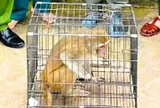 Khỉ hoang đi lạc vào khu dân cư, người dân bắt giao nộp công an