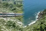 Mải mê xem “tuyết mùa hè” trên đèo Hải Vân, ít ai ngờ đây là sát thủ đẹp mà lì khiến miền Trung đau đầu tìm cách tiêu diệt