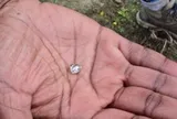 Nhặt được “viên đá lạ” trong công viên, người phụ nữ sốc khi biết đó là báu vật hàng nghìn người cùng tìm kiếm