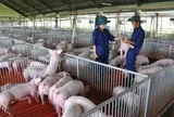Giá heo hơi hôm nay, 21-5: Có biến động ở hai đầu vùng miền
