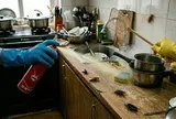 Lời khuyên đến những gia đình đang phải “sống chung” với… gián