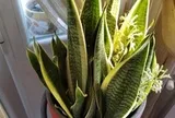 Hiện tượng lưỡi hổ nở hoa