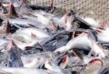 Mỹ báo tin vui cho một mặt hàng chủ lực của Việt Nam