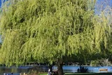 6 loại cây chớ nên trồng trong sân nhà