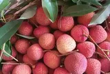 Vải trứng Hưng Yên, mận hậu Sơn La được mang bán trên trời