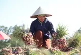 Nông dân Quảng Ngãi thu lãi lớn nhờ hành tím được mùa, được giá