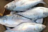 Loài cá "quý như vàng sống", có tiền cũng khó mua