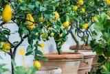 7 loại cây ăn quả có thể trồng ở ban công: Loại cuối cùng khiến nhiều người bất ngờ