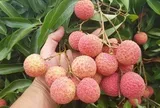 Loại quả "quốc dân" vào mùa hè nhưng bác sĩ cảnh báo không nên ăn cùng 2 thứ này: Có thể làm mất vitamin C, tăng nguy cơ tụt đường huyết nguy hiểm