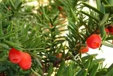 Phát hiện "báu vật đỏ" ở Lâm Đồng, chứa hoạt chất đắt đỏ hàng trăm nghìn USD/kg