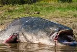 'Thủy quái nước ngọt' dài 2,5m, nặng 110kg bất ngờ mắc câu: 3 người vật lộn suốt 2 giờ mới kéo được lên bờ