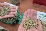 Giá cà phê hôm nay 24-5: Giải mã vùng trồng Arabica lớn nhất Việt Nam