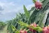 Không phải Trung Quốc, một quốc gia châu Á đang tăng mạnh nhập khẩu thanh long Việt Nam: Nhu cầu liên tục tăng mạnh, nước ta cạnh tranh với Thái Lan, Israel