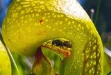 Bí ẩn về loài cây ăn thịt thông minh nhất hành tinh: Không tiêu diệt mà chăn nuôi con mồi như gia súc