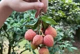Cây vải gần 2.000 năm tuổi gây sốt: Từng rẻ bèo, nay chỉ một quả đã có giá hơn 3,8 triệu đồng