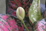Hiện tượng cây phú quý nở hoa