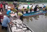 Hình ảnh hơn 200 tấn cá chết ở hồ Trị An