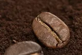 Rắc một nắm bã cà phê quanh gốc cây, điều xảy ra sau đó khiến nhiều người thích thú
