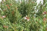Trồng cây này trước nhà không khác gì "gọi" rắn, còn chứa kịch độc: Nhiều gia đình không hay biết