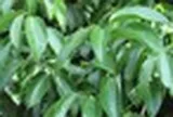 Một loại cây thân gỗ Việt Nam trồng rất nhiều nhưng thế giới lại quý hiếm: Vừa mang về hơn 89 triệu USD, giá hơn 2.500 USD/tấn