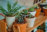 5 loại cây không nên trồng trong nhà
