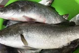 Loài cá giá trị với dinh dưỡng vượt trội, sống được cả ở nước ngọt và nước mặn