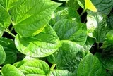 Công dụng của cây lá lốt